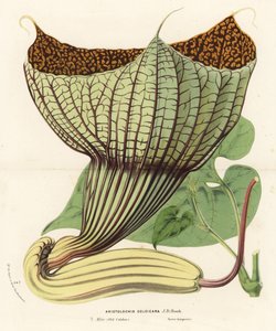 Pararistolochia goldieana (Aristolochia goldieana). Ręcznie kolorowana litografia z dzieła Louisa van Houtte