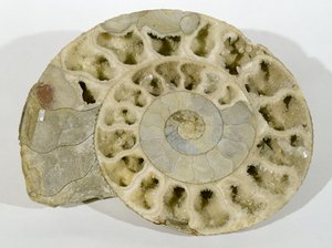 Parkinsonia (amonit) znaleziona w Dorset w środkowej jurze autorstwa Unbekannt