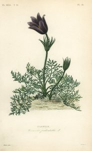 Sasanka lub krew doga, Anemone pulsatilla, Pulsatille autorstwa Unbekannt