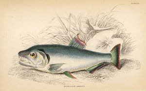 Payara, Hydrolycus armatus (Hydrocyon o silnych zębach, Hydrocyon armatus). Ręcznie kolorowany staloryt autorstwa W.H. Lizarsa na podstawie ilustracji Jamesa Stewarta z Fishes of Guiana Roberta Schomburga, części Naturalist