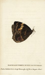 Paw motylek z Nowej Południowej Walii. Ręcznie kolorowany miedzioryt z "The Naturalist