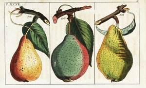 Odmiany gruszek, Pyrus communis. autorstwa Unbekannter Künstler