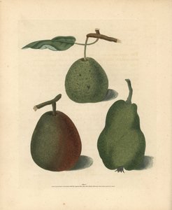 Odmiany gruszy, Pyrus communis: Cressan, Gansell