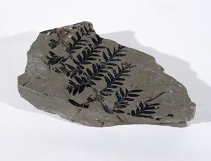 Pecopteris (nagozalążkowy liść) znaleziony w Camerton, Somerset, okres górnego karbonu (zdjęcie) autorstwa Unbekannt