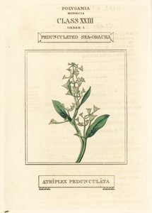 Portulaka pospolita, Atriplex pedunculata. Ręcznie kolorowany miedzioryt według ilustracji Richarda Duppy z jego The Clours and Orders of the Linnaean System of Botany, Longman, Hurst, London. autorstwa Unbekannter Künstler