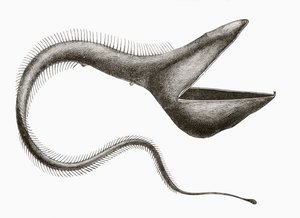 Pelican Eel lub Eurypharynx pelecanoides, ryba głębinowa rzadko widywana przez ludzi, z „El Mundo Ilustrado”, opublikowanej w Barcelonie, około 1880 r. autorstwa Unknown