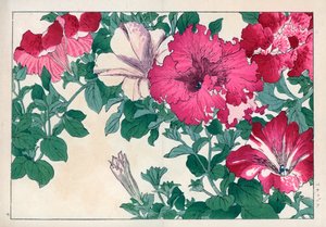 Odmiana petunii (różowa i biała). Odmiany petunii. Ręcznie kolorowany drzeworyt z "Seiyou Sokazufu" Konana Tanigamiego (Pictorial Album of Western Plants and Flowers: Summer), Unsodo, Kioto. autorstwa Unbekannter Künstler