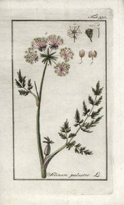 Peucedan marsh lub pietruszka błotna (Selinum marsh). Litografia z "Afbeelding der Artseny-Gewassen" Johannesa Zorna (1739-1799), Holandia autorstwa Unbekannter Künstler