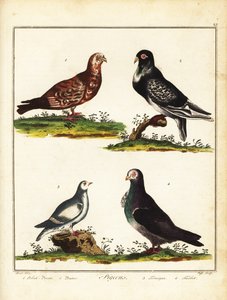 Gołębie: gołąb polski, pouter, pardwa i turbit. 1792 (grawerowanie) autorstwa Unbekannter Künstler