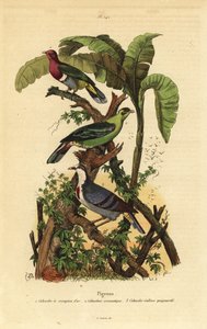 Gołąbek różowogłowy, Ptilinopus porphyreus, gołąb zielony Buru, Treron aromatyczny i Luzon krwawiące serce, Gallicolumba luzonica autorstwa Unbekannt