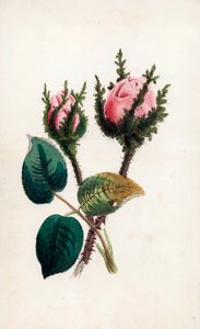 Różowy mech, Rosa muscosa. Ręcznie kolorowana rycina Jamesa Andrewsa dla "Bouquet des Souvenirs" Johna Stevensa Henslowa, Londyn autorstwa Unbekannter Künstler