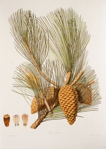 Pinus pinaster/sosna morska/sosna morska autorstwa Unbekannt