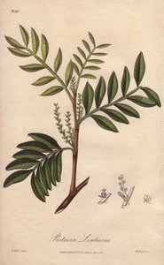 Pistacia lentiscus (Pistacia lentiscus) - Strong Water autorstwa Williama Clarke
