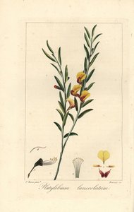 Platylobium lanceolatum, pochodzący z Australii. Ręcznie kolorowany sztych wykonany na miedzi przez Barrois na podstawie botanicznej ilustracji Pancrace