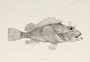 Gracz skorpeny, ok. 1832-1836 autorstwa Unbekannter Künstler