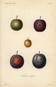 Śliwki i suszone śliwki, Prunus domestica autorstwa Unbekannt