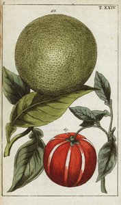 Pomelo lub pummelo, Citrus maxima. autorstwa Unbekannter Künstler