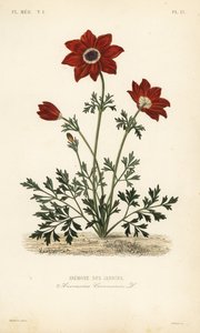 Zawilec makowy lub nagietek hiszpański, Anemone coronaria, Anemone des jardins autorstwa Unbekannt