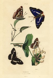 Purpurowy cesarz, Apatura iris 1 i eurazjatycki biały admirał, Limenitis camilla 2 autorstwa Unbekannt