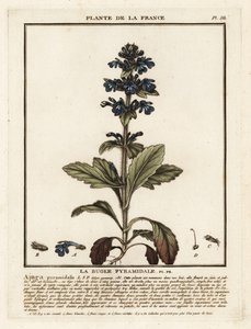Trąbka piramidalna, Ajuga pyramidalis. autorstwa Unbekannter Künstler