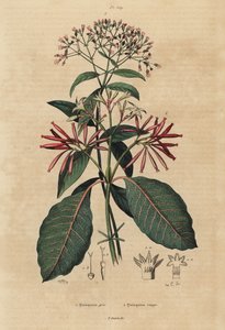 Chinina, Cinchona officinalis 1 i Ladenbergia oblongifolia, wrażliwa, 2 autorstwa Unbekannt