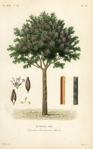 Kora chinina lub chinina, Cinchona officinalis, Cinchona condaminea, Quinquina gris autorstwa Unbekannt