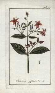 Quinquina (Cinchona officinalis). Litografia z "Afbeelding der Artseny-Gewassen" Johannesa Zorna (1739-1799), Holandia autorstwa Unbekannter Künstler