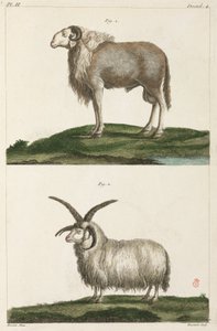 Rams autorstwa Unbekannt