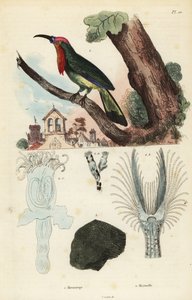 Żołna rdzawobroda , Nyctyornis capensis i Mszywiołkowate , Plumatella fungosa autorstwa Unbekannt