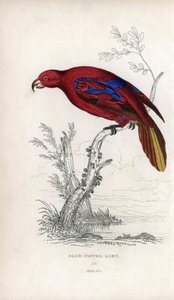 Lori czerwony, Eos rubra. Psittacus caeruleatus. Litografia Josepha Kidda, na podstawie rysunku Johna Audubona, w Miscellany of Natural History: Parrots, Sir Thomas DiK Lauder and Captain Thomas Brown, opublikowanym w Edynburgu w Szkocji w 1833 roku. autorstwa Unbekannter Künstler