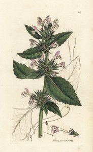 Pokrzywa czerwona, Galeopsis tetrahit (pokrzywa czerwona) Ręcznie kolorowany miedzioryt autorstwa Jamesa Sowerby