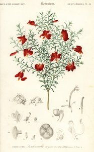 Czerwona leschenaultia, Leschenaultia formosa.,1849 (grawerowanie) autorstwa Unbekannter Künstler