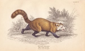 Panda czerwona, Ailurus fulgens. Wrażliwa. Z okazu w Muzeum Towarzystwa Linneusza. Ręcznie kolorowany staloryt Lizarsa na podstawie ilustracji Charlesa Hamiltona Smitha z William Jardine