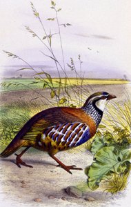 Czerwona kuropatwa, ok. 1850 r. (litografia) autorstwa Unbekannter Künstler