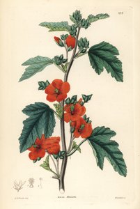 Czerwony purpurowy - Globemallow, Sphaeralcea miniata (Malva miniata). Ręcznie kolorowany miedzioryt Weddella według Edwina Daltona Smitha z "Ornamental Flower Garden and Shrubbery" Johna Lindleya i Roberta Sweeta, G. Willis, Londyn. autorstwa Unbekannter Künstler