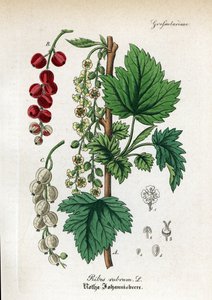 Czerwona porzeczka, Ribes rubrum. Ręcznie kolorowany miedzioryt pochodzący z "Hand-Atlas sammtlicher mediinisch-pharmaceutischer Gewachse" dr Willibalda Artusa. autorstwa Unbekannter Künstler