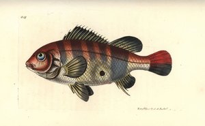 Kolczak czerwonopasiasty, Geophagus surinamensis (Surinam sparus, Sparus surinamensis). Ilustracja narysowana i wygrawerowana przez Richarda Polydore