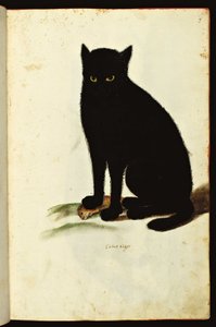 Przedstawienie czarnego kota. Ilustrowana plansza z rękopisu Historii naturalnej zwierząt, Fonds Ulisse Aldrovandi, University Bibl., wyd. 1603. autorstwa Unbekannter Künstler