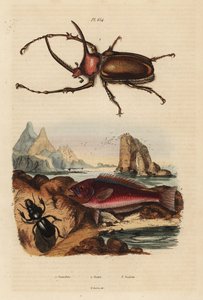 Nosorożec skarabeusz, Golofa porteri 1, chrząszcz kreteński, Scarus creticus 2 i Scarites buparius 3 autorstwa Unbekannt