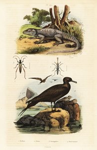 Agama skalna i pasożytniczy jaeger.,1834-1839 (rycina) autorstwa Unbekannter Künstler