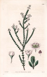 Rock thryptomene, Thryptomene saxicola (południowo-zachodni australijski krzew skalny) (Stony baeckea, Baeckea saxicola). Ręcznie kolorowany miedzioryt wykonany przez Swana na podstawie ilustracji Williama Jacksona Hookera z "Botanical Magazine" Samuela Cu autorstwa Unbekannter Künstler