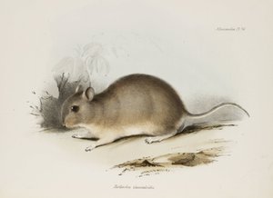 Gryzoń, ok. 1832-1836 autorstwa Unbekannter Künstler
