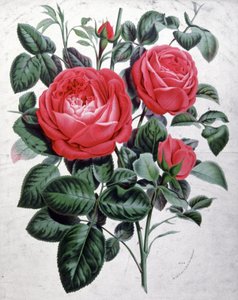 Róże, ok. 1850 r. (rycina) autorstwa Unbekannter Künstler