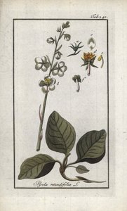 Pirola okrągłolistna (Pyrola rotundifolia). Litografia z "Afbeelding der Artseny-Gewassen" Johannesa Zorna (1739-1799), Holandia autorstwa Unbekannter Künstler