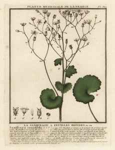 Skalnica okrągłolistna, Saxifraga rotundifolia. autorstwa Unbekannter Künstler
