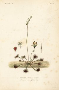 rosiczka okrągłolistna lub rosiczka okrągłolistna, Drosera rotundifolia, Droserie a feuilles rondes autorstwa Unbekannt