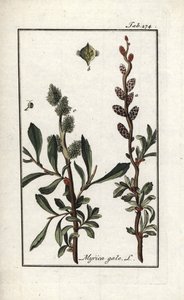 Pieprz królewski lub mirt błotny (Myrica gale). Litografia z "Afbeelding der Artseny-Gewassen" Johannesa Zorna (1739-1799), Holandia autorstwa Unbekannter Künstler