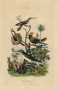Koliber rudy, Amazilia tzacatl, Czernica kokietka, Lophornis ornatus i wróżka czarnoucha, Heliothryx auritus Koliber szarobrzuchy, czubaty kołnierz, lazurowe uszy autorstwa Unbekannt