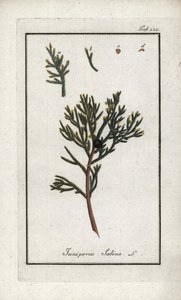 Jałowiec sabiński (Juniperus sabina). Litografia z "Afbeelding der Artseny-Gewassen" Johannesa Zorna (1739-1799), Holandia autorstwa Unbekannter Künstler