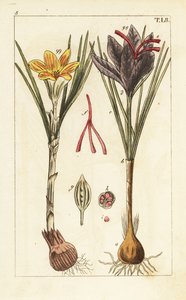 Krokus szafranowy, Crocus sativus. autorstwa Unbekannter Künstler